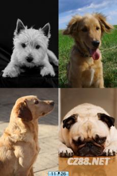 好狗狗,忠诚伙伴的温馨故事与训练指南